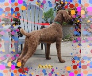 Poodle (Standard) Puppy for sale in BROOKSVILLE, FL, USA