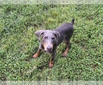 Small #12 Doberman Pinscher