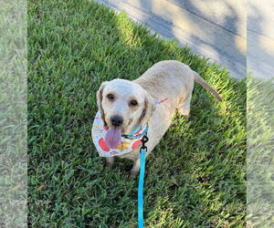 Goldendoodle (Miniature) Dogs for adoption in Bonita Springs, FL, USA