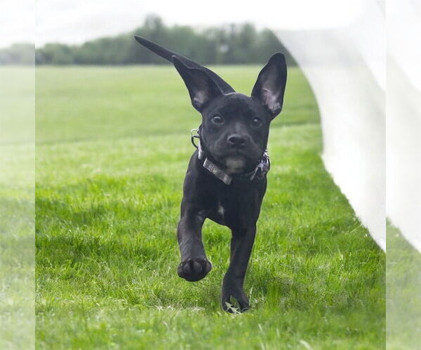 Medium Photo #4 American Pit Bull Terrier-Labrador Retriever Mix Puppy For Sale in Plymouth, MN, USA