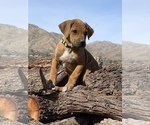 Small Photo #123 Rhodesian Ridgeback Puppy For Sale in MORONGO VALLEY, CA, USA