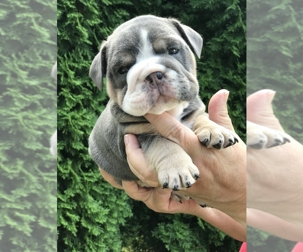 Medium Photo #1 Bulldog Puppy For Sale in OLYMPIA, WA, USA