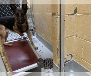 German Shepherd Dog-Unknown Mix Dogs for adoption in Tulsa, OK, USA