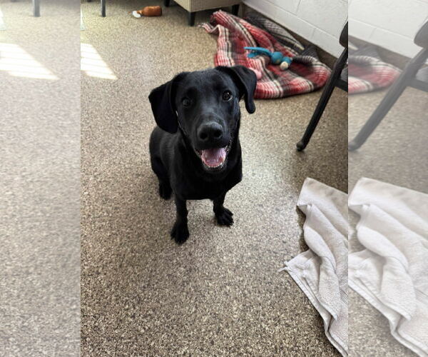 Medium Photo #3 Labrador Retriever-Unknown Mix Puppy For Sale in San Diego, CA, USA