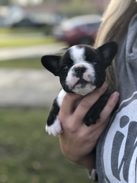 Medium Photo #4 French Bulldog Puppy For Sale in BRANDON, FL, USA