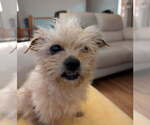 Small #3 Maltese Mix