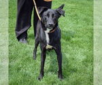Small #6 German Shepherd Dog Mix