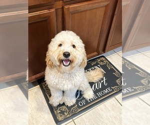 Father of the Bernedoodle puppies born on 11/28/2024