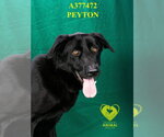 Small Labrador Retriever