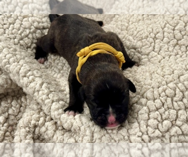 Medium Photo #24 Boxer Puppy For Sale in BRUSH CREEK, TN, USA