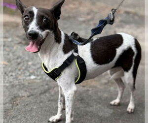 Chihuahua-Unknown Mix Dogs for adoption in Virginia Beach, VA, USA