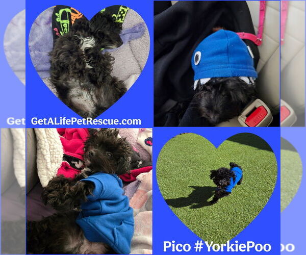 Medium Photo #12 Mutt Puppy For Sale in Plantation, FL, USA