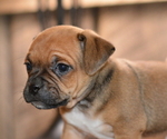 Small Photo #5 Jug Puppy For Sale in ORRVILLE, OH, USA