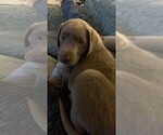 Small Photo #1 Labrador Retriever Puppy For Sale in LEASBURG, MO, USA