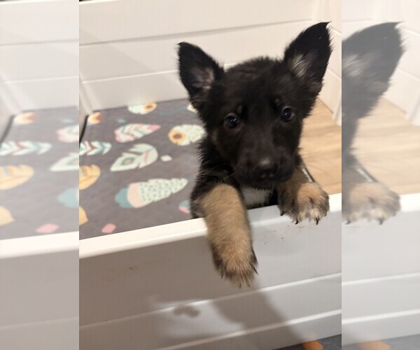 Medium Photo #5 German Shepherd Dog Puppy For Sale in PERU, ME, USA