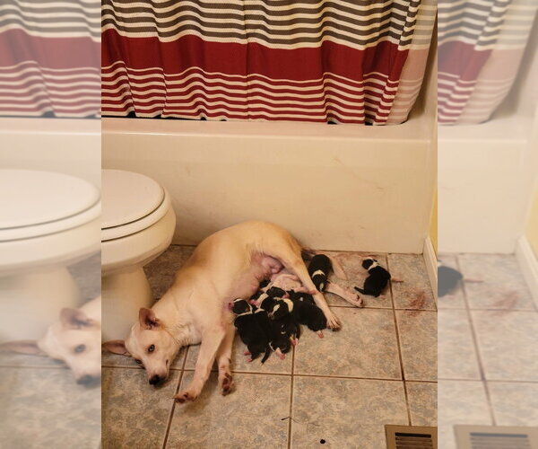 Medium Photo #3 Mutt Puppy For Sale in Aurora, IN, USA