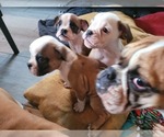 Small Photo #13 Bulldog Puppy For Sale in GIBSONIA, PA, USA
