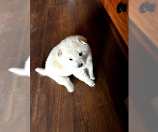 Medium Photo #1 Shiba Inu Puppy For Sale in MONROE, WI, USA