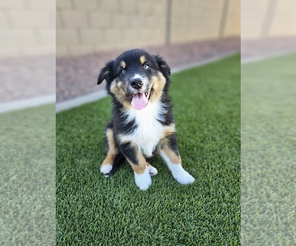 Medium Photo #1 Australian Shepherd Puppy For Sale in PHOENIX, AZ, USA
