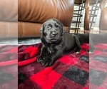 Small Photo #2 Labrador Retriever Puppy For Sale in KERNERSVILLE, NC, USA
