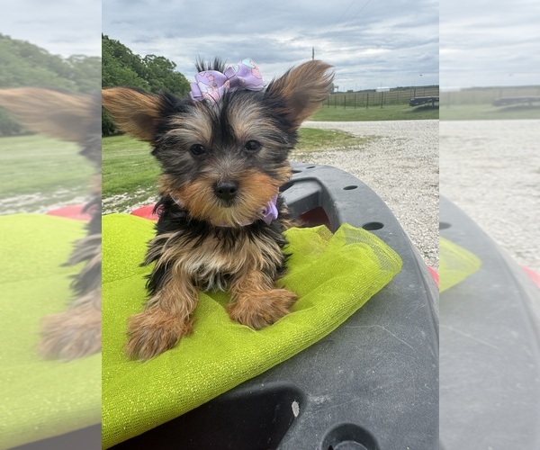 Medium Photo #10 Yorkshire Terrier Puppy For Sale in LANCASTER, MO, USA