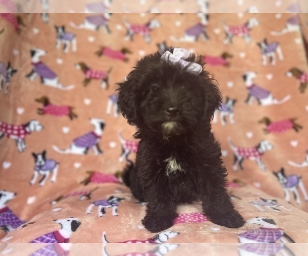 Medium Photo #2 Aussiedoodle Miniature  Puppy For Sale in LAKELAND, FL, USA
