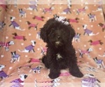 Small #1 Aussiedoodle Miniature 
