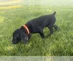 Puppy Ozzy German Shorthaired Pointer