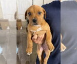 Small #3 Rottweiler Mix
