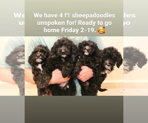 Sheepadoodle Puppy for sale in JONESBORO, GA, USA