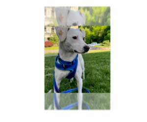 Pollywog - Female Jack Russell Terrier-Unknown Mix Dog for Adoption - Photo #8