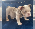 Small Photo #13 English Bulldog Puppy For Sale in PORTLAND, OR, USA