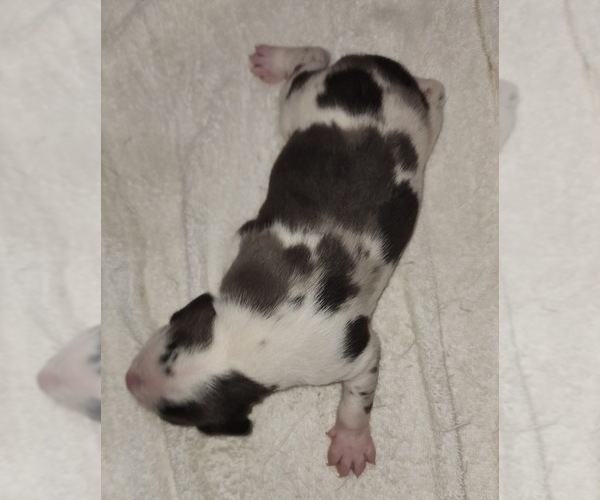 Medium Photo #4 Catahoula Leopard Dog Puppy For Sale in CUMBY, TX, USA