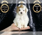 Small Photo #134 Maltipoo (Miniature) Puppy For Sale in WARSAW, IN, USA