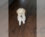 Small Photo #2 Goldendoodle-Unknown Mix Puppy For Sale in CARY, NC, USA