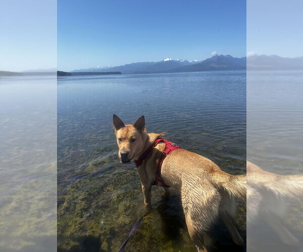 Medium Photo #3 Siberian Husky-Unknown Mix Puppy For Sale in Bellingham, WA, USA