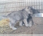 Small Photo #28 Wolf Hybrid Puppy For Sale in DALTON, OH, USA