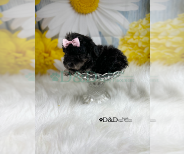 Medium Photo #4 YorkiePoo Puppy For Sale in RIPLEY, MS, USA