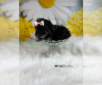 Small Photo #4 YorkiePoo Puppy For Sale in RIPLEY, MS, USA