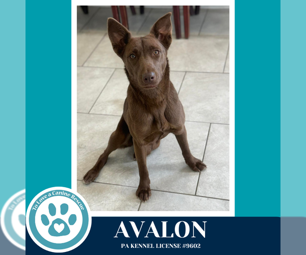 Medium Photo #2 Labsky Puppy For Sale in Kimberton, PA, USA