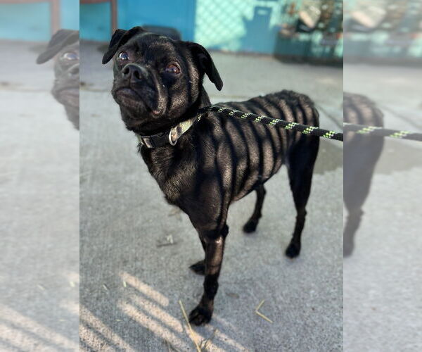 Medium Photo #3 Pug-Unknown Mix Puppy For Sale in Evansville, IN, USA