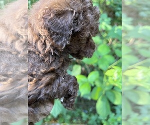 Poodle (Miniature) Puppy for sale in VENETA, OR, USA