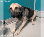 Small German Shepherd Dog Mix