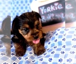 Small #10 Yorkshire Terrier