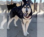 Small #2 Siberian Husky