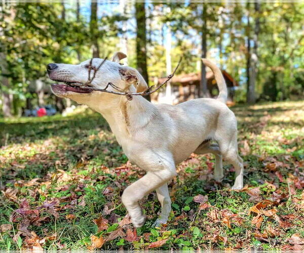 Medium Photo #10 Labrenees Puppy For Sale in Fultonham, NY, USA