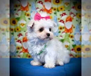 Maltese Puppy for sale in WINNSBORO, LA, USA
