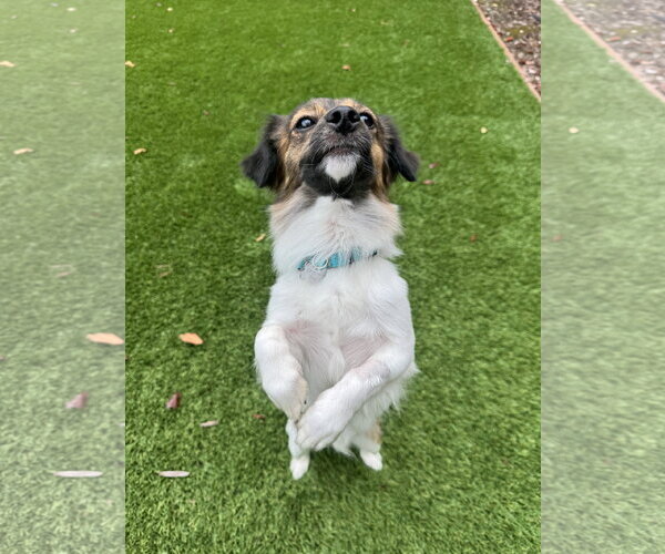 Medium Photo #5 Papillon-Unknown Mix Puppy For Sale in Santa Clara, CA, USA