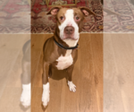 Small American Staffordshire Terrier Mix