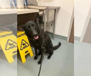 German Shepherd Dog-Unknown Mix Dogs for adoption in Baytown, TX, USA